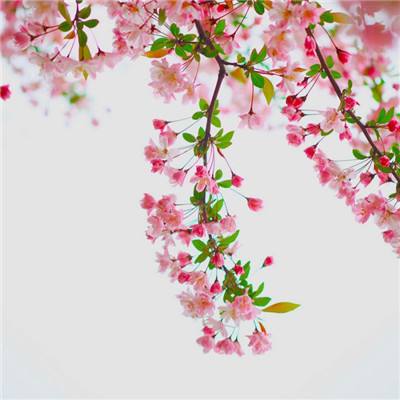 紫青奇缘手游官方